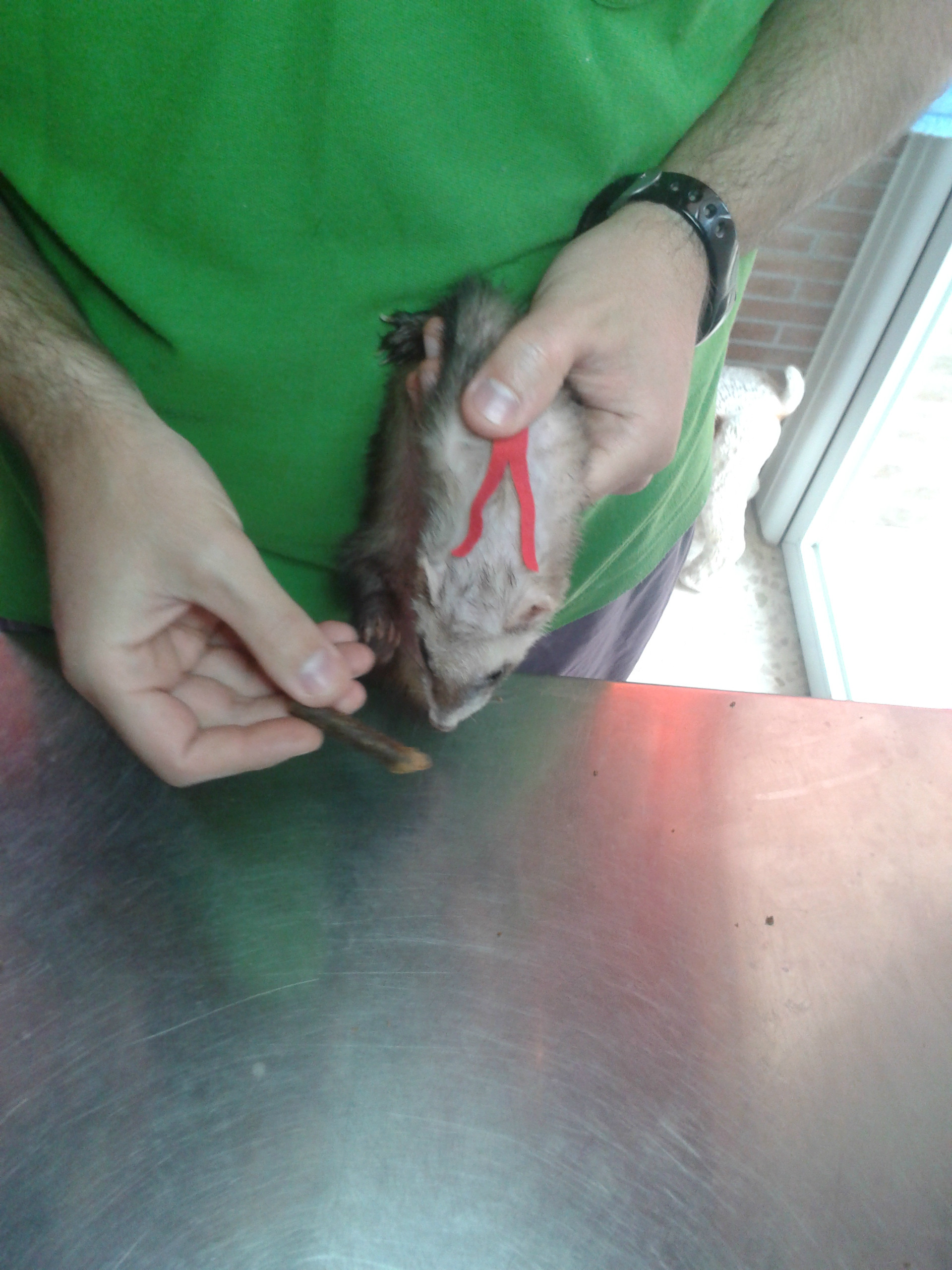 Kinesiotapes en Animales